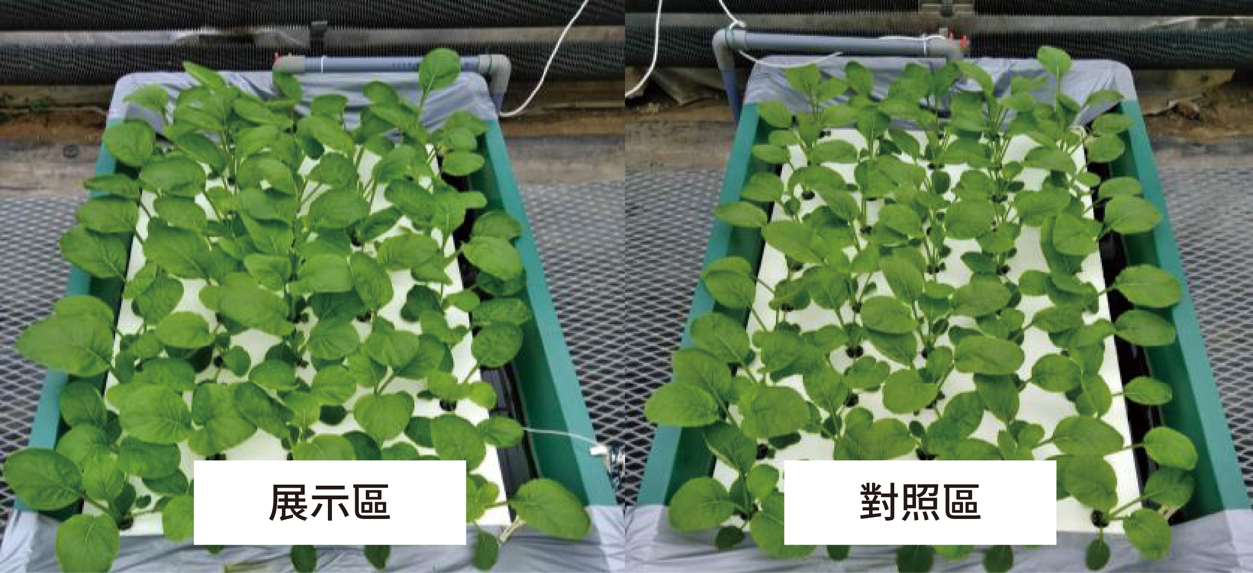 活水栽培實驗