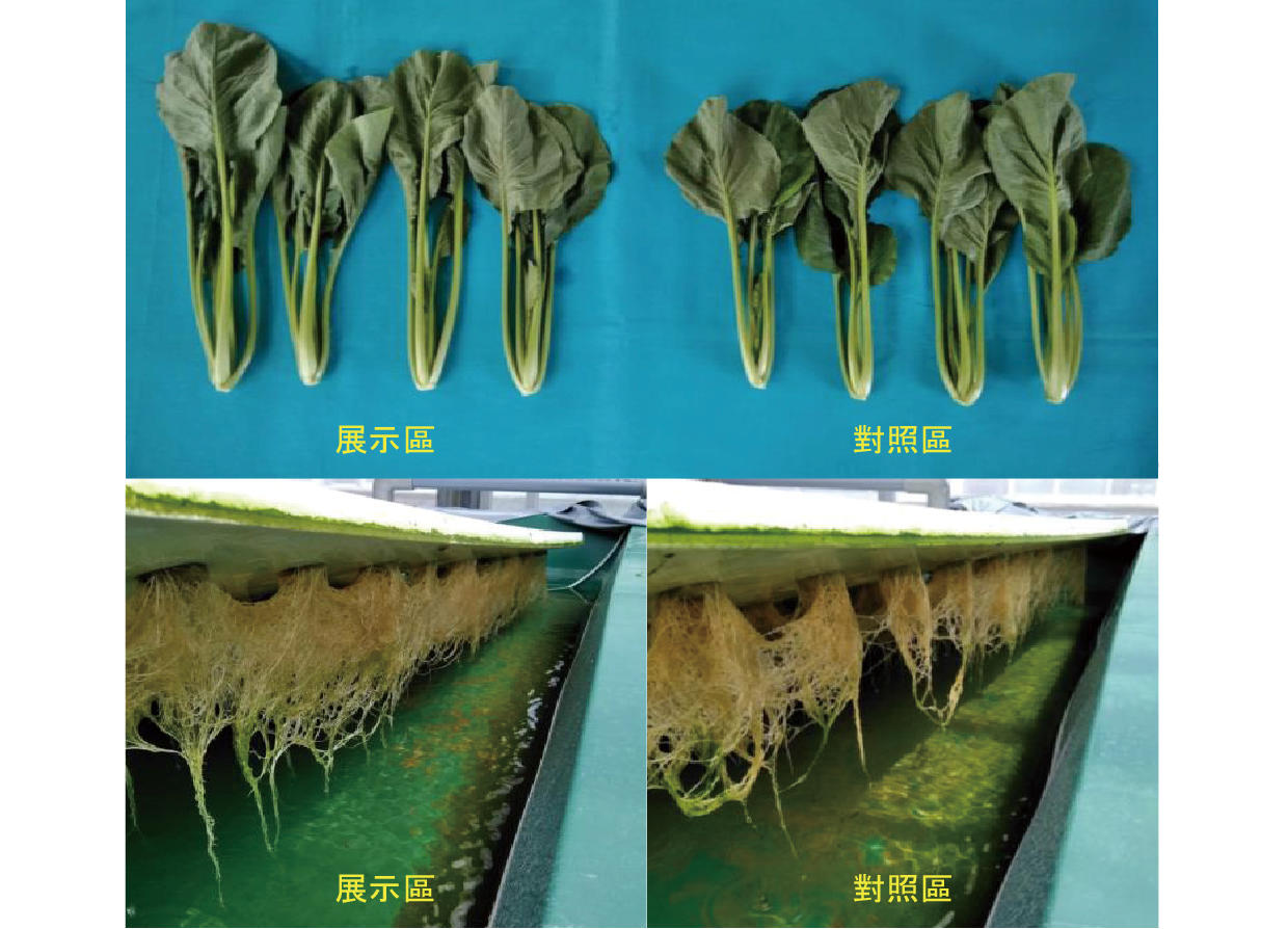 植物生長對比照片